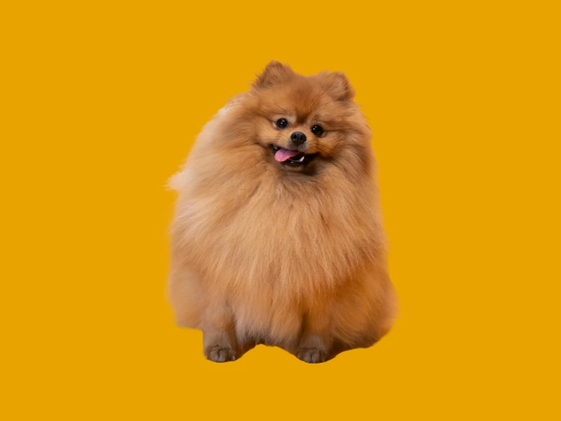 A playful brown dog looking happy