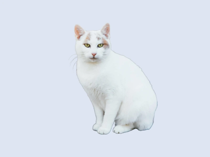 A curious white cat with green eyes