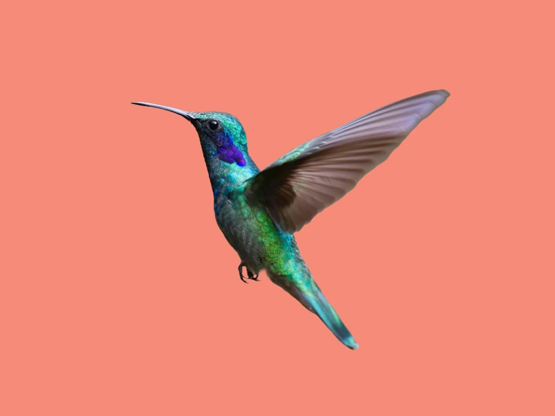 A colorful bird perched on a branch
